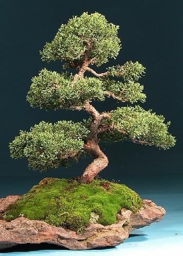 Tropica - Bonsai - Chinesischer Wacholder (Juniperus chinensis) - 30 Samen