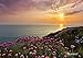 Produktbild Bild-Wand, passendes Foto-Lands End 368 x 254 Sunset Cliffs Pink Violett Blumen der Blume