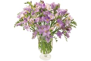 SENDABUNCH Blue Freesia Bouquet and Chocolates Sent from Guernsey Comes with Our 8-10 Day Freshness Guarantee.