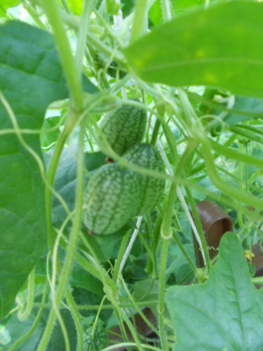 25+ frische Mini-Gurken Samen (Blickfang im Garten) -Mexikanische Mini Gurke-