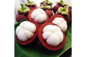 Rotyroya 10 Stück Mangostan-Samen, nahrhafte Königin der tropischen Früchte, süße Mangostan-Samen, Gartenpflanze Mangostan-Samen