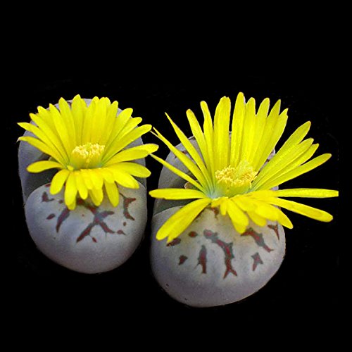 Lithops Mischung – Lebende Steine – 20 samen - 4