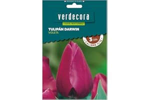 Verdecora Bulbo flor Tulipán Darwin natural | Bulbo de Invierno | 3 unidades (PORTES INCLUIDOS) (Violeta)