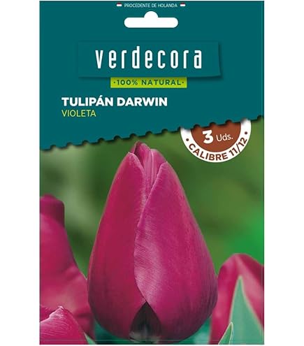 Tulipán Híbrido Darwin - Tulipanes Híbridos Darwin A La Venta