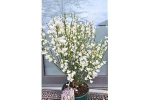 PLANTENWELT WIESMOOR Ginster cremeweiß Cytisus praecox Albus 40-60 cm hoch im 3 Liter Pflanzcontainer