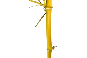 SAMENCHILISHOP (IMMER NUR EINMAL VERSAND) Goldener Bambus 50 Samen -Winterfest- 'Phylostachys aurea'