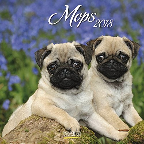 Mops 2018: Broschürenkalender mit Ferienterminen. Hunde-Kalender. 30 x 30 cm