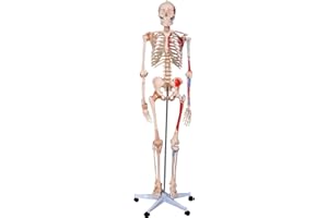 66fit Human Skeleton with Numbered Muscles and Ligaments - 180cm Tall - Medical Training Teaching Aid