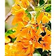 Charming Gronhus Live Green Bougainvillea Dwarf Yellow Plant Live Out Natural Plant With Black Plastic Pot