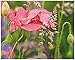Produktbild Neue imagesaffiche 40 x 50 cm Mohnblumen Rosen/Shirley Poppies/Rosa Mohnblume