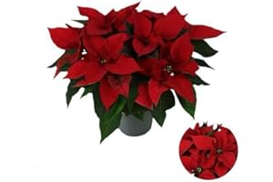 SEYILA HOME Weihnachtsstern rot, Pflanze, Adventsstern, Christstern, Euphorbia Christmas Roter Stern 35 cm Echte Pflanze ! Nicht künstlich ! Weihnachten