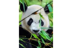 EDITION COLIBRI "PANDA" carte postale lenticulaire avec effet 3D d'un joli panda