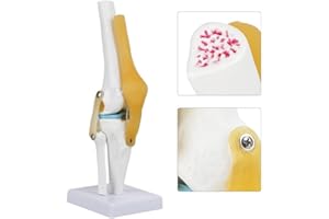 Wosume Articulación de Rodilla anatómica de con Modelo de ligamentos, tamaño Natural