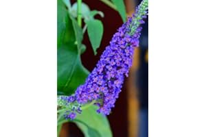 PLANTENWELT Schmetterlingsstrauch Buddleja Empire Blue 40-60 cm im 3 Liter Pflanzcontaier
