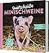 Produktbild Quietschsüße Minischweine: Die lustige Welt der Mini-Pigs im einzigartigen Fan-Buch