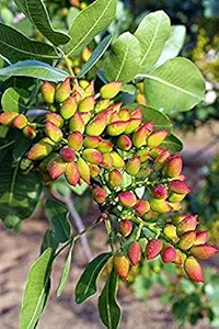 Creative Farmer Live Plant Pista Fruit -Pistachio Great Taste (1 Healthy Live Fruit Plant)