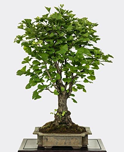 Seedeo ginkgo outdoors tree (Ginkgo Biloba), bonsai 6 seeds