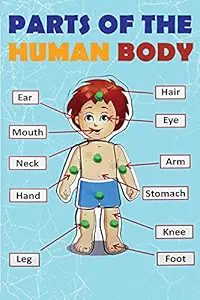 Educational Parts Of The Human Body Sticker Poster|Decorative Poster|Educational Poster For Childrens|Home Wall Decor|Learning Poster for Decoration|Poster For Science Lab, Kids Room, Study Room|Self Adhesive Wall Sticker Poster