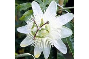 Passiflora Caerulea 'Constance Elliot'- Passiflore 50-60 cm en conteneur