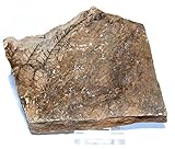 versteinerte seeigel finden Versteinerter Farn auf einer Steinplatte, Größe ca. 6 x 5 cm. Incl. Plexiglas-Ständer.