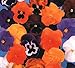 Produktbild AGROBITS Flower - Pansy - Forerunner Mix - 75 See