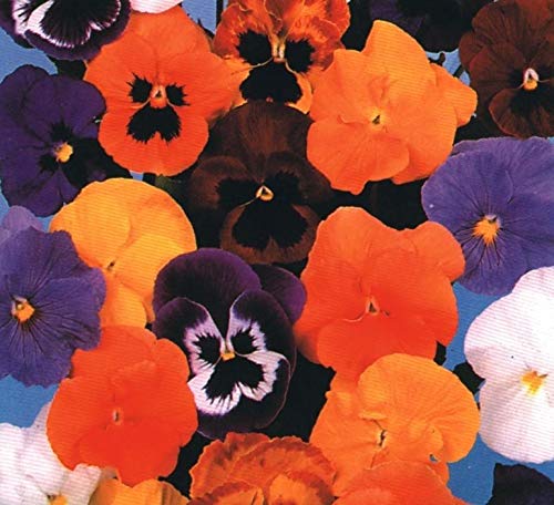 Preisvergleich Produktbild AGROBITS Flower - Pansy - Forerunner Mix - 75 See