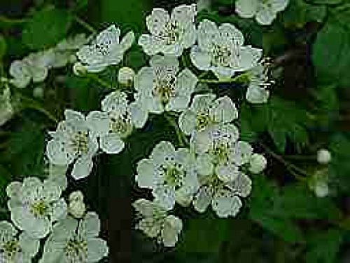 Eingriffliger Weißdorn - Crataegus monogyna - blühfreudig - Heckenpflanze - absolut winterhart - 40-60 cm