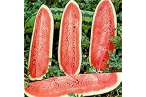 HENSITA Huge Heirloom Heritage Water Melon Seeds. Jubilee RED 40 LBS Watermelon Certified French Organic Grower