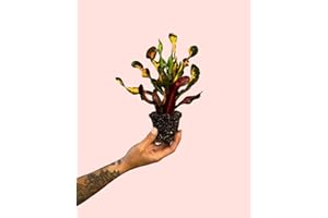 Croton Banana | Mini Plantas Naturales Interior | Pur Plant