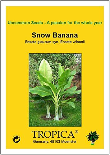 TROPICA – Große Schneebanane (Ensete glaucum syn. Ensete wilsonii) – 10 Samen - 2