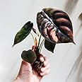 Flower bulbs hybrid Alocasia imported Alocasia flower live rhizomes home garden pack of 1 red secret