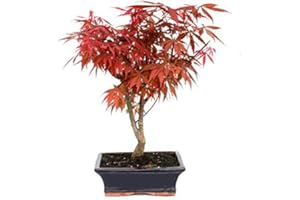 DECOALIVE Acer Palmatum Deshojo Bonsái 9 Años Arce Japonés Palmeado