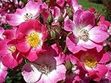  Mozart Rosa moschata Hybride Kleinstrauchrose Container 7 Liter