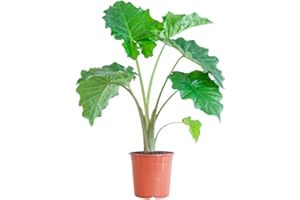BloomPost Alocasia Portadora Elephant's Ear - 65-75 cm Indoor Plant - Low Maintenance House Plant - Easy to Grow Home Office Plants - Next Day Free UK Delivery - Pot Not Included