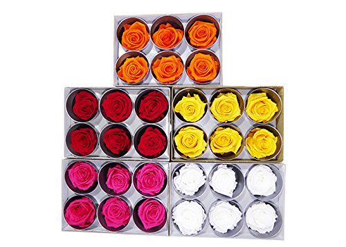 6 Echte, konservierte Rosenköpfe; Farbe rot, dazu 25 gr. Konserviertes Moos - 5