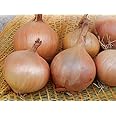 PREMIER SEEDS DIRECT - Vegetable - Onion - STURON - 4 Gram ~ Approx 1050 Seeds