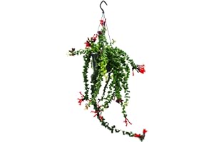 Läppstiftsväxt – chamblomma – aeschynanthus 'Rasta' – hängande växt i 15 cm trafikljuskruka