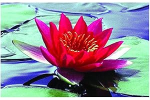 Lincolnshire Pond Plants Ltd Water Lily - Live Water Plant Aquatic Pond Lake Marginal (Potted Dwarf Laydekeri Fulgens)