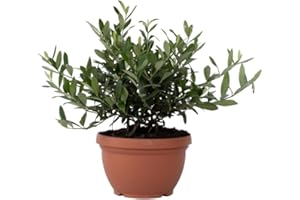 Plant in a Box - Olea Europaea - Olivo Bonsái en Tazón - Maceta 21cm - Altura 30-40cm