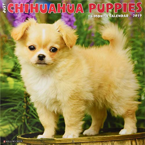 Download Just Chihuahua Puppies 2019 Calendar