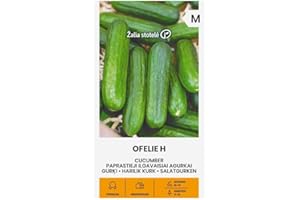 ŽALIA STOTELĖ Zalia stotele | Semillas de pepino OFELIE H | Semillas de hortalizas | Semillas de plantas | Semillas de jardín | 1 paquete
