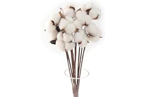 CHUANGOU 20 Pezzi Rami Di Cotone Essiccato - Fiori E Steli Di Cotone
