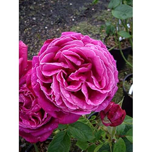 Amazon.co.uk 60th birthday rose