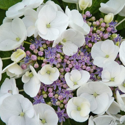 Tellerhortensie 'Lanarth White'