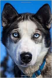 blue eyes husky price