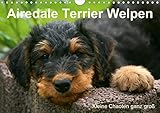 Airedale Terrier Welpen (Wandkalender 2020 DIN A4 quer) by