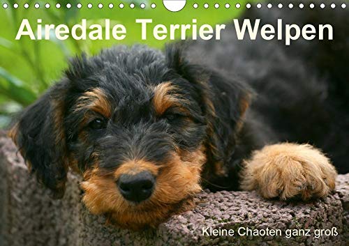 Airedale Terrier Welpen (Wandkalender 2020 DIN A4 quer)