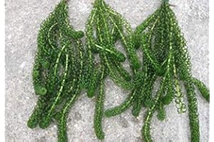 BIOTOPE AQUATICS LTD Bunch EGERIA CRISPA Canadensis - Elodea Oxygenating Live Pond Weed Water Densa Plant for Pond or Fish Tank Aquarium (1 x Bunch)