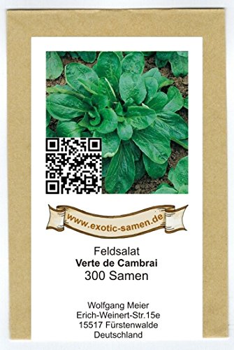 Feldsalat – Rapunzel – Verte de Cambrai – recht mehltaufest – Rosettenförmig – 300 Samen - 2