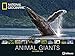 Produktbild National Geographic Posterkalender Animal Giants 2018 - Tierkalender, Wandkalender, Naturkalender 2018 - 64 x 48 cm
